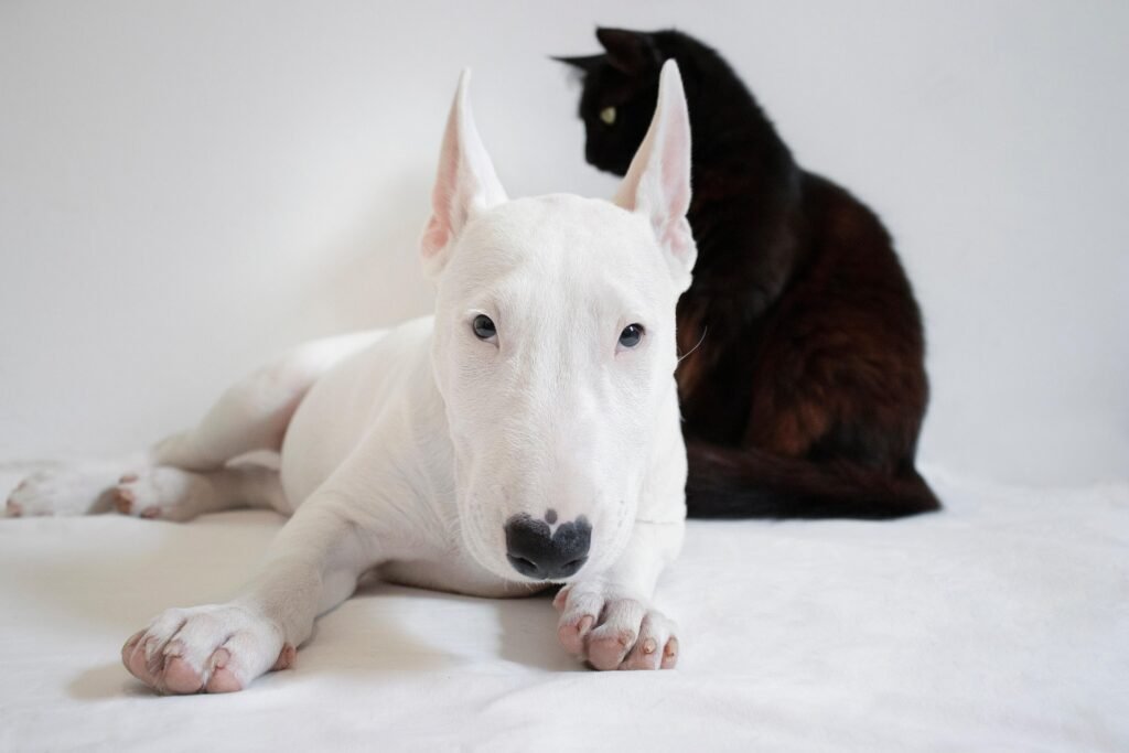 Emergency Veterinary Diagnostics in Abbotsford