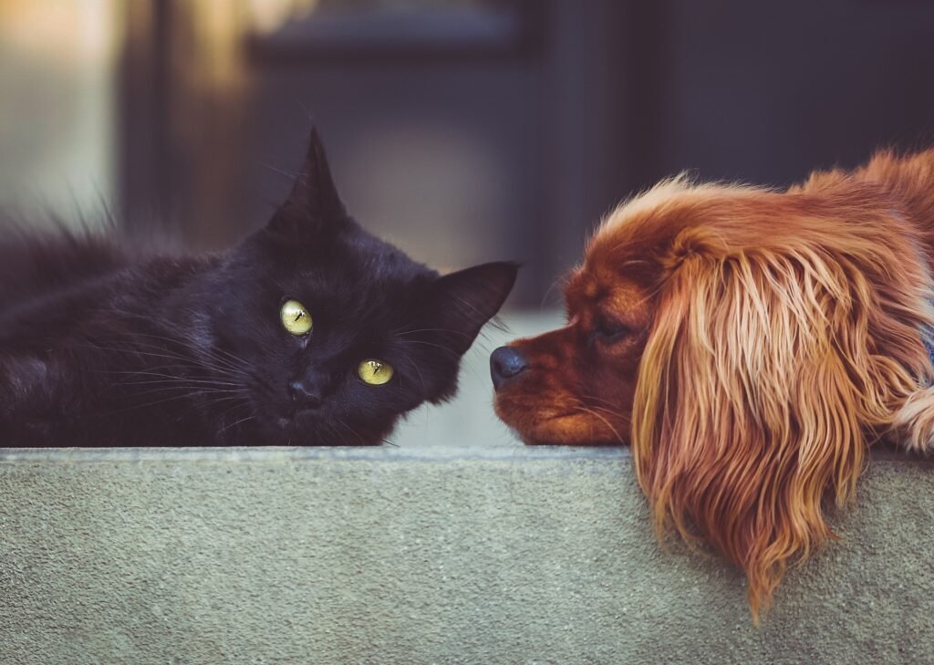 Recognizing Pet Emergencies in Abbotsford: