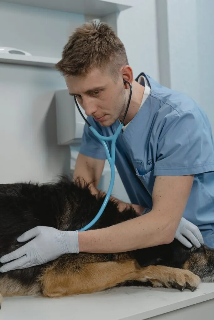 Veterinarian examining a dog with a stethoscope at an emergency vet in Abbotsford