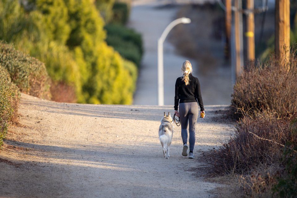 Walking Dog