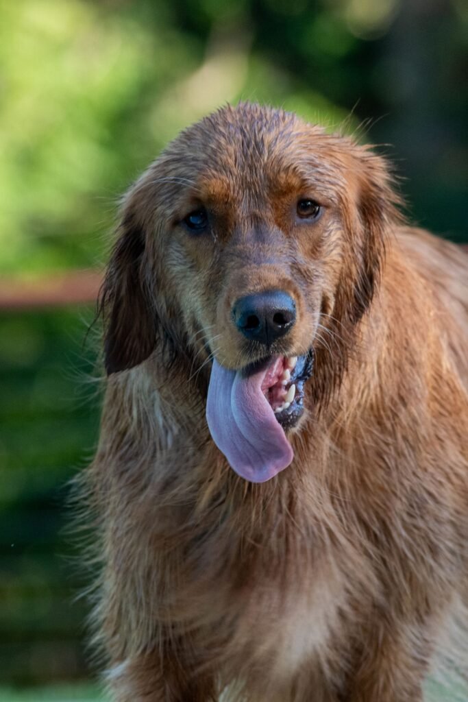 Wet golden retriever cooling off with water on a hot Abbotsford summer day