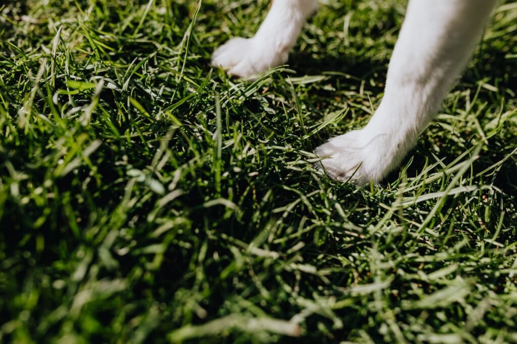 White front paws of little dog standing on green grass lawn in park on sunny summer day